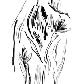 Карандашный гербарий