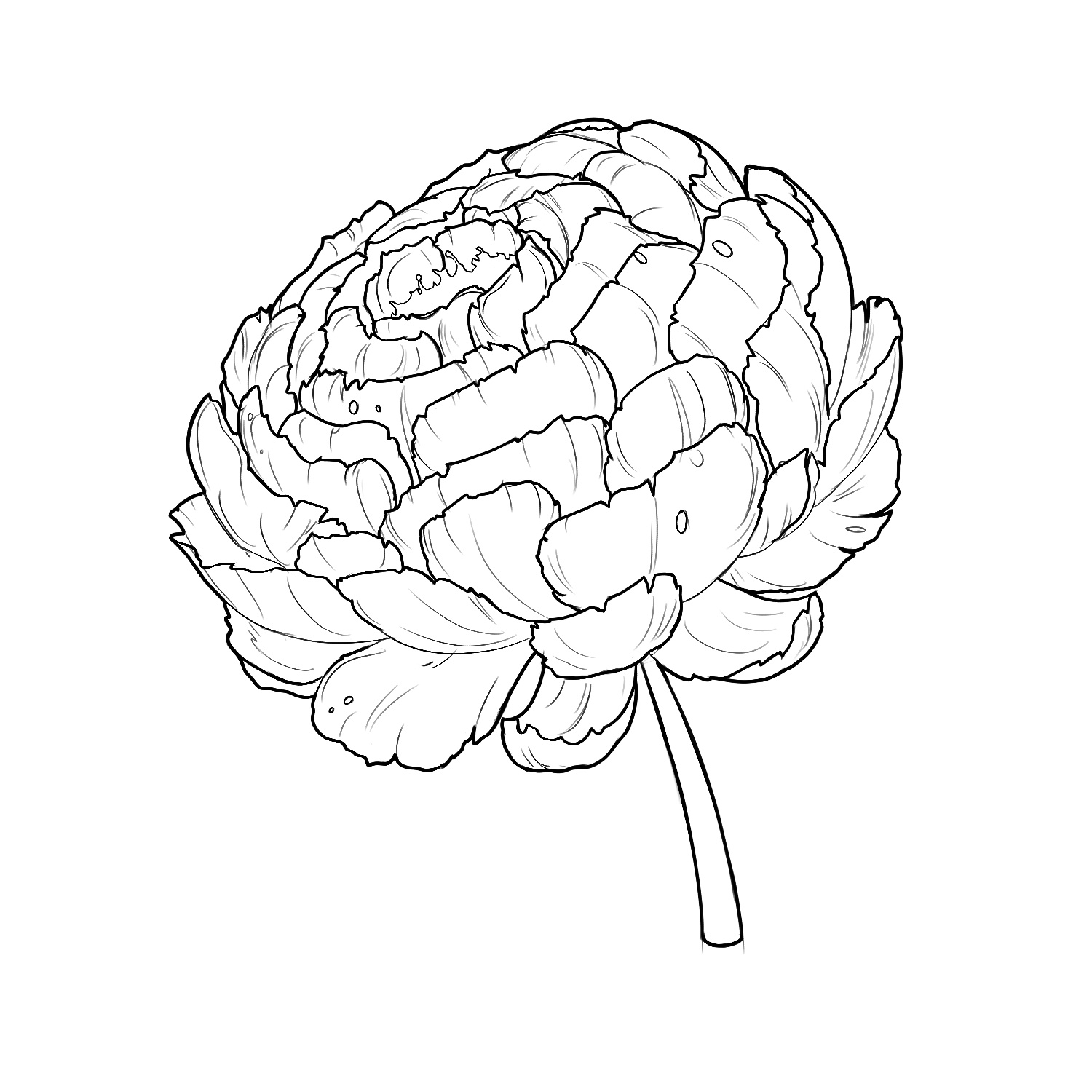 Иллюстрация пион | Illustrators.ru