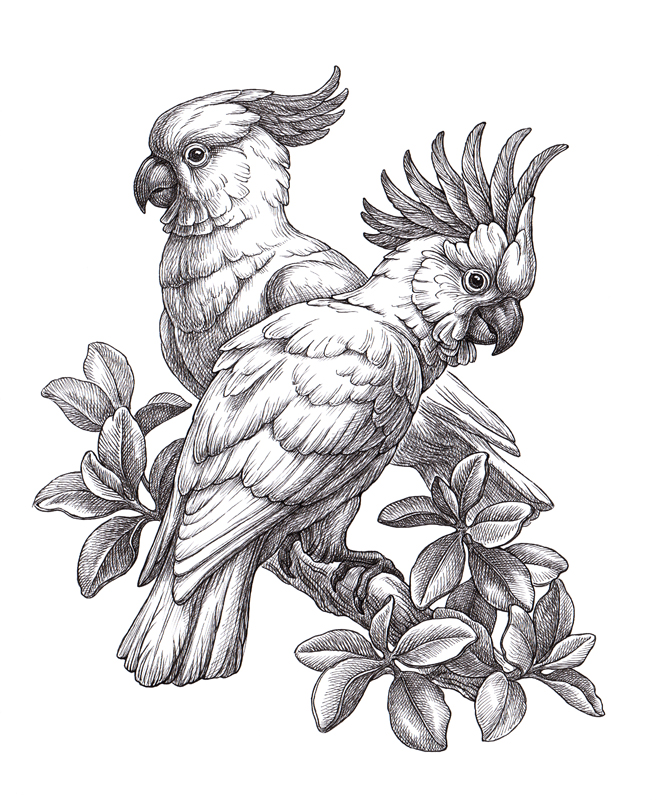 Мужская толстовка «Попугай Какаду - рисунок» цвет черный - дизайнер принта Paul Hmus