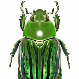 Мексиканский жук Chrysina gloriosa