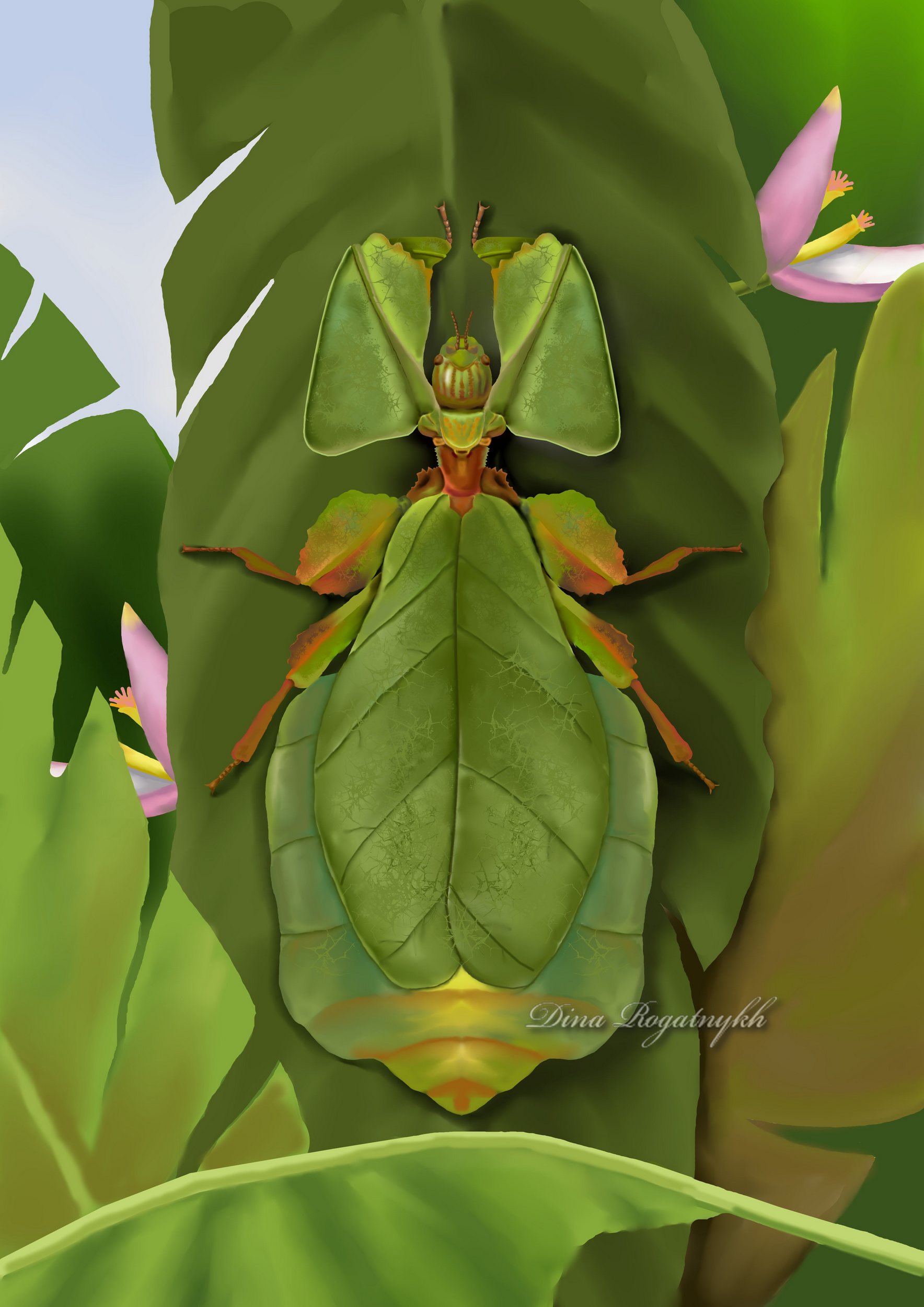 Иллюстрация Палочник гигантская листовидка (Pulchriphyllium