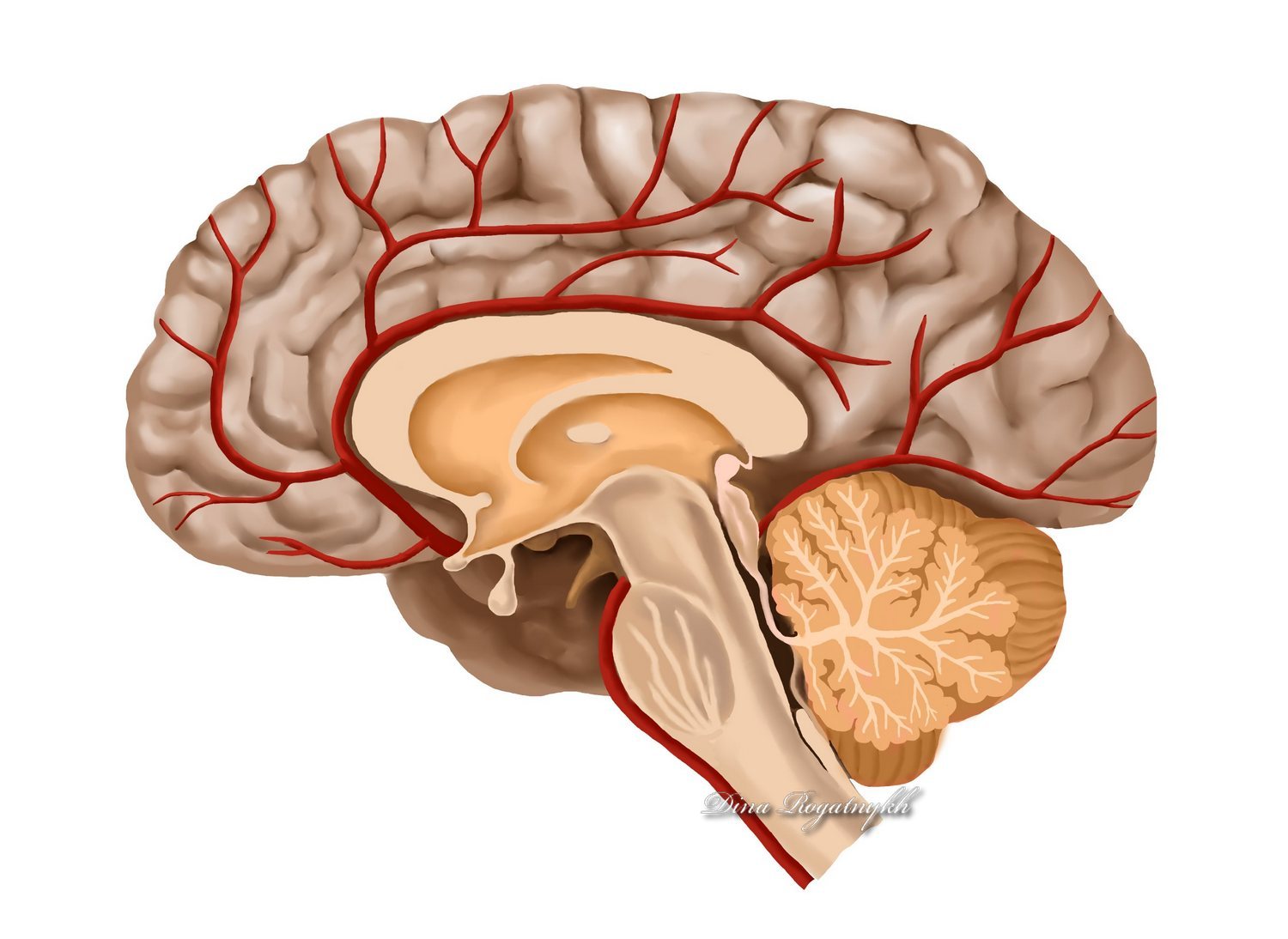 Иллюстрация Сагиттальный разрез головного мозга в стиле книжная