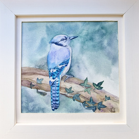 Голубая сойка