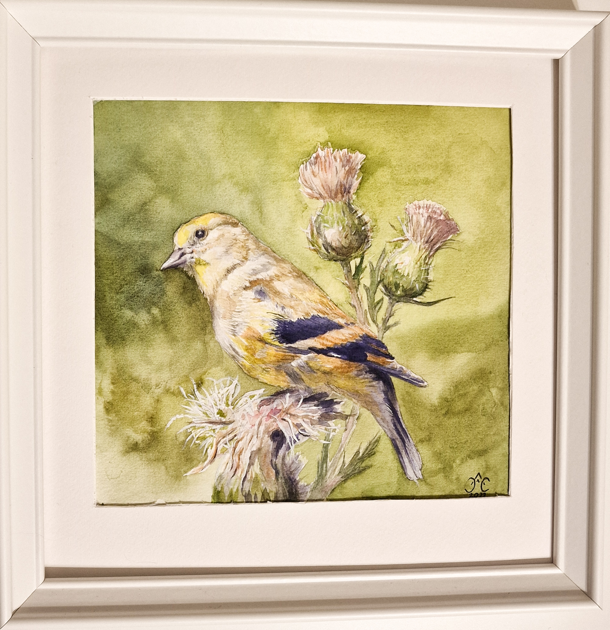 Молодой американский чиж