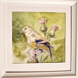 Молодой американский чиж