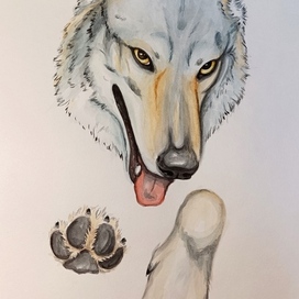 Любовь волка