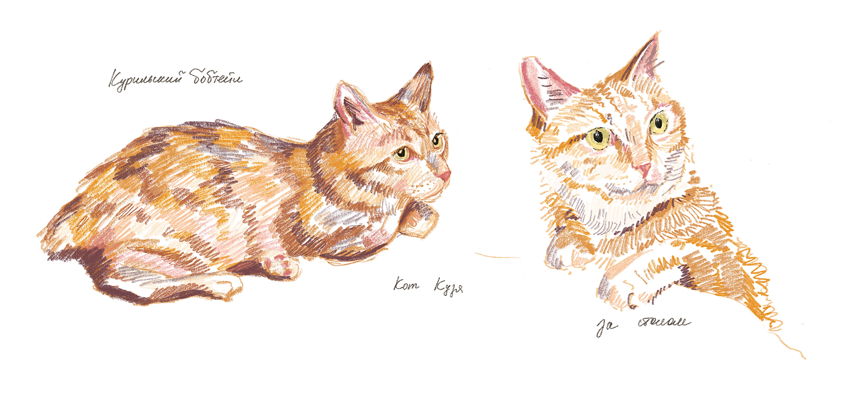 Иллюстрация Кот Кузя породы бобтейл. Скетчи в стиле скетчи