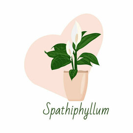 Векторный цветок Спатифиллум