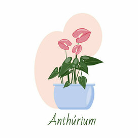 Векторный цветок Антуриум