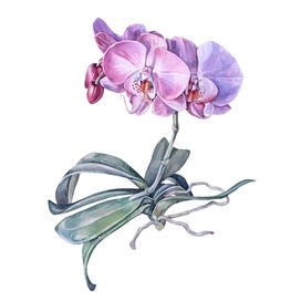 Ботаническая иллюстрация Орхидея
