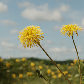 3д окружение