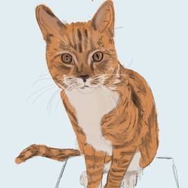 Кот по имени Кит