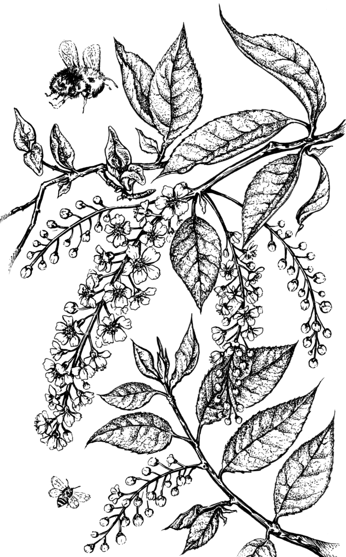 Иллюстрация Черемуха в стиле природа | Illustrators.ru