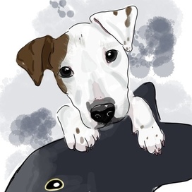 Джек рассел терьер