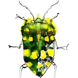 жук pachycoris torridus
