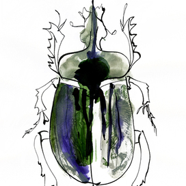 жук ceratophyus