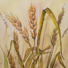 Колосья пшеницы. Сухоцветы