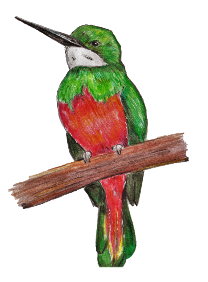 Иллюстрация Якамара в стиле классика | Illustrators.ru