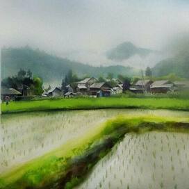 Акварельный этюд с рисовым полем