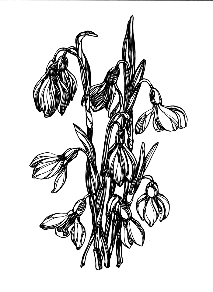 Иллюстрация Подснежники в стиле графика | Illustrators.ru