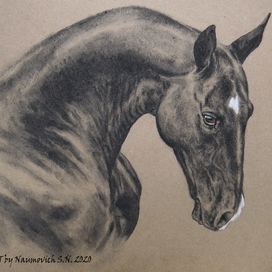 Портрет ахалтекинской лошади