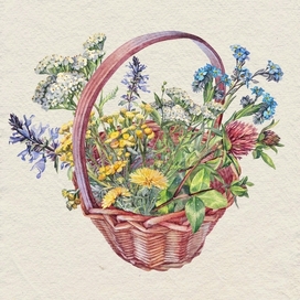 Букет полевых цветов, акварельная иллюстрация 