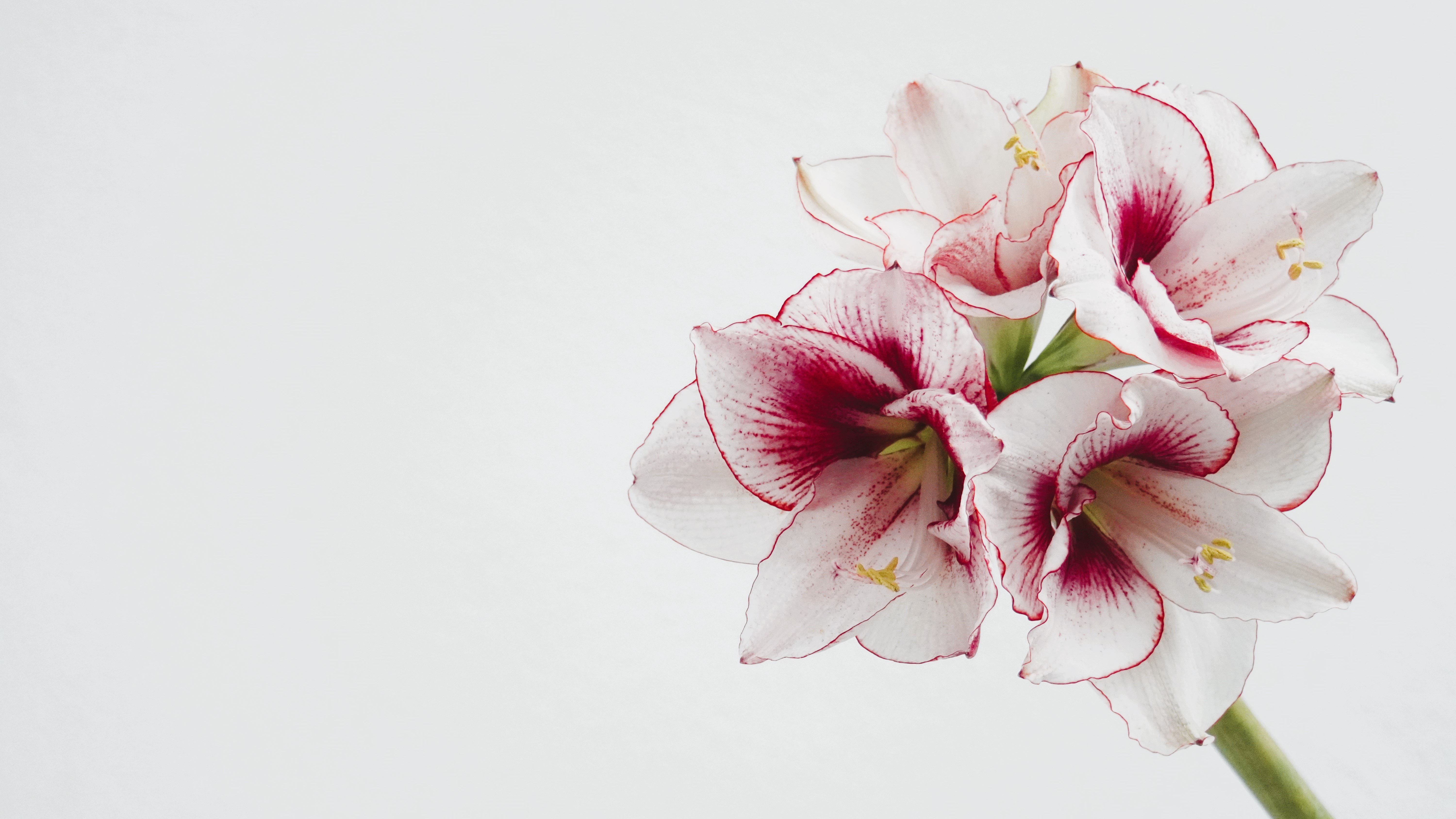 Шанс на выигрыш без риска