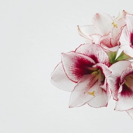 Шанс на выигрыш без риска