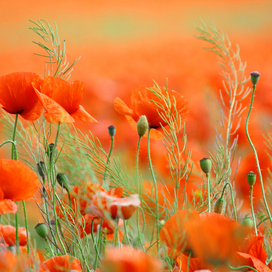 Композитная доска: Современное решение для террас и патио