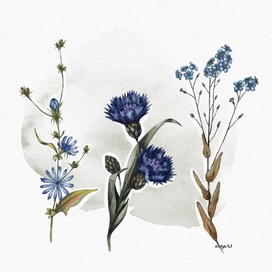 blue botanical watercolor illustration 