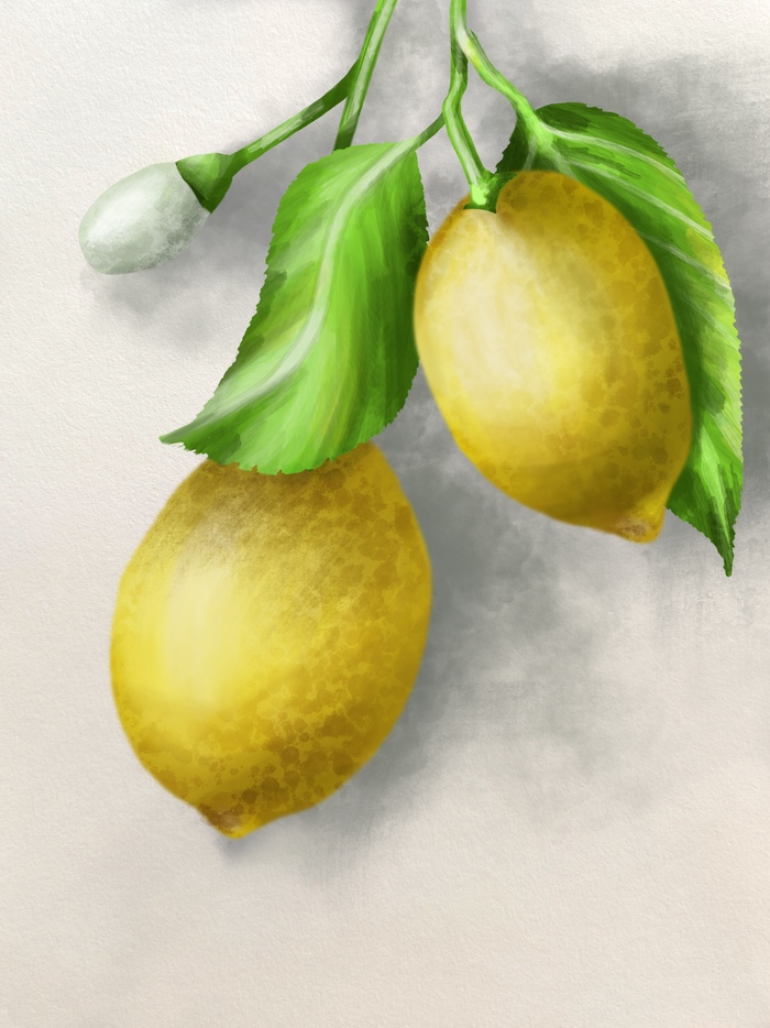 Иллюстрация Ветка с лимонами | Illustrators.ru