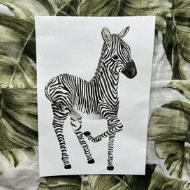 Милая зебра акварелью