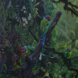 Сливоголовые попугаи