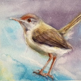 Common tailorbird 