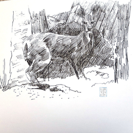 гравюра животные - олень водяной(кабарга)