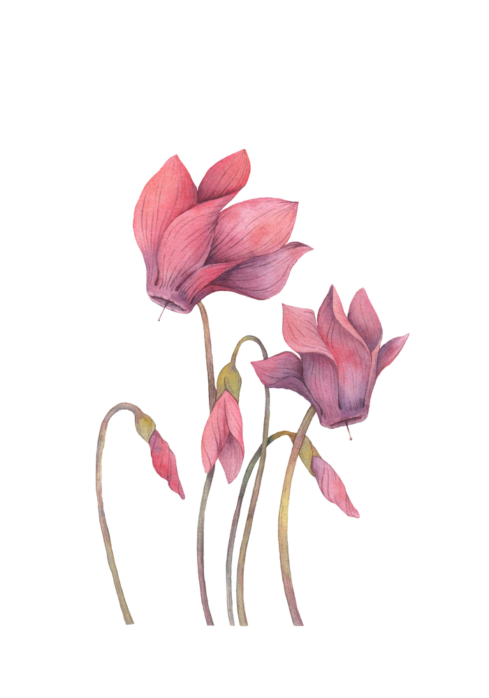 Иллюстрация Цикламен в стиле реализм | Illustrators.ru