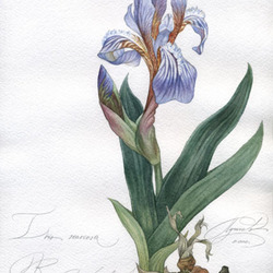 Iris scariosa. Ирис перепончатый