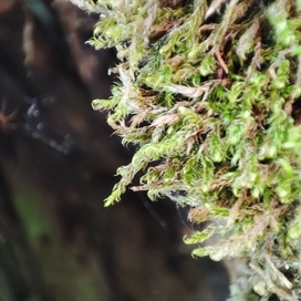 Macro forests visual