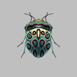 Насекомые -Sphaerocoris annulus