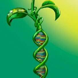 Росток ДНК 