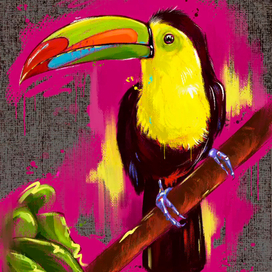 Toucan 