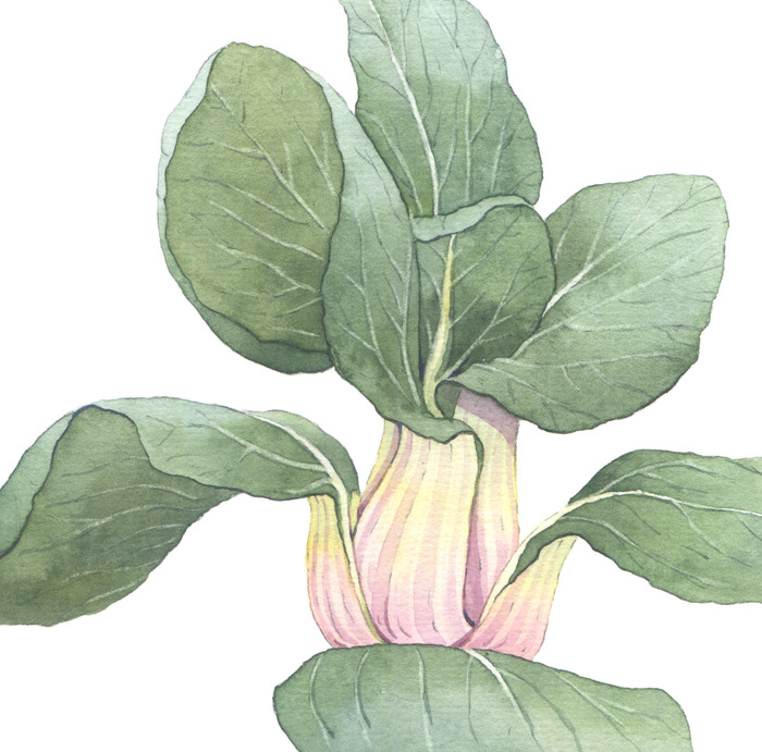 Иллюстрация Бок-чой в стиле живопись, реализм | Illustrators.ru