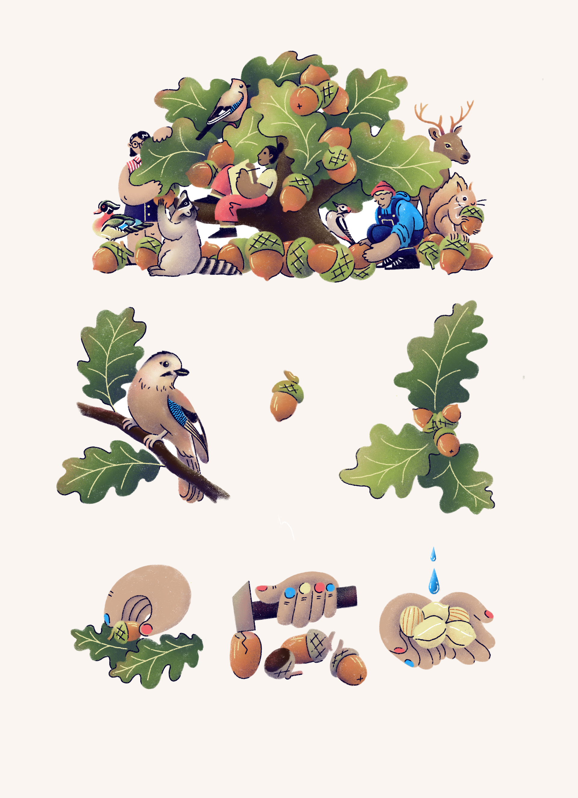 Иллюстрация к статье про желуди