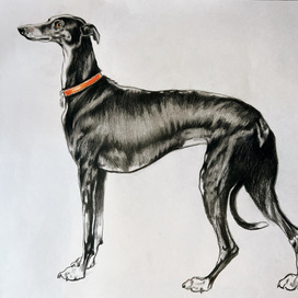 Охотничьи собаки.»Грейхаунд «