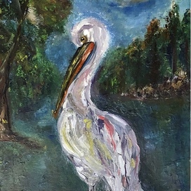 Предрассветный пеликан 