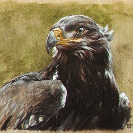 Aquila nipalensis (Степной орёл)
