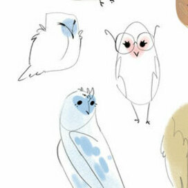 owl sketches