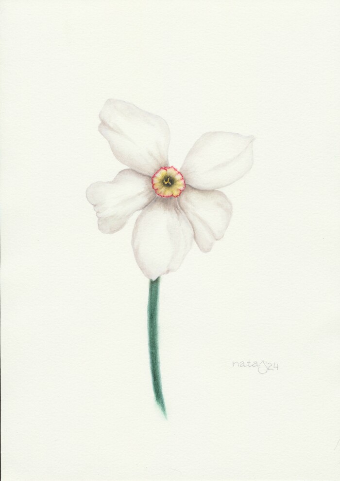Иллюстрация Нарцисс поэтический | Illustrators.ru