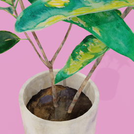 Houseplant