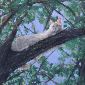 Кот спит на дереве
